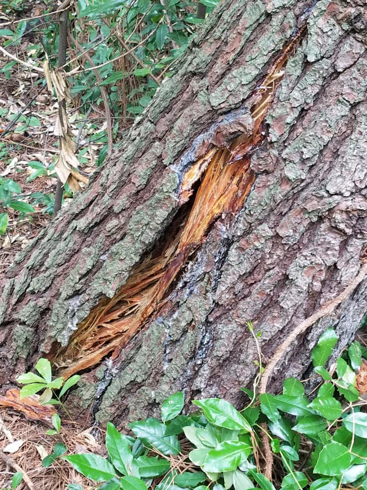 Services Tip Top Tree Service of Midlands, LLC